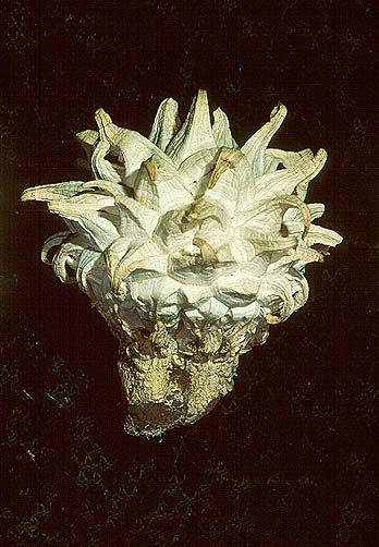 Calvatia sculpta